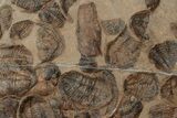 x Mortality Plate Of Large Asaphid Trilobites - Taouz, Morocco #222123-2